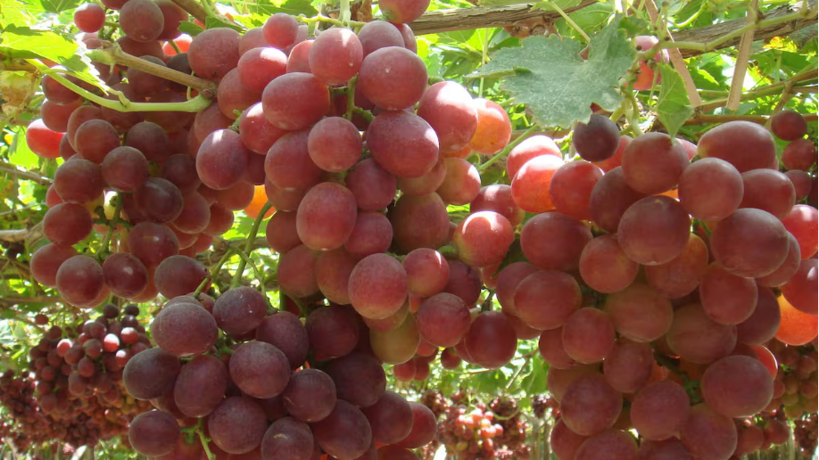 Verfrut apuesta por las uvas rojas en una campaña desafiante Revista Industria Alimentaria Verfrut apuesta por las uvas rojas en una campaña desafiante Revista Industria Alimentaria
